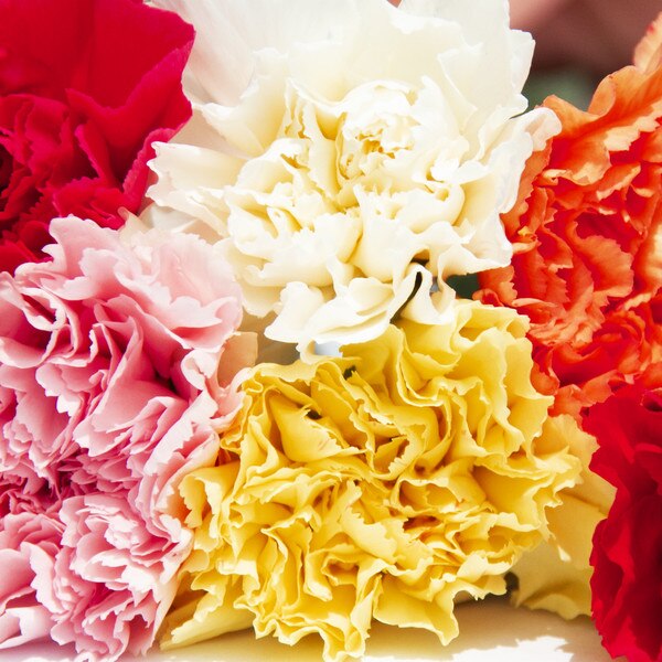 Carnation Assorted (300 Stems)